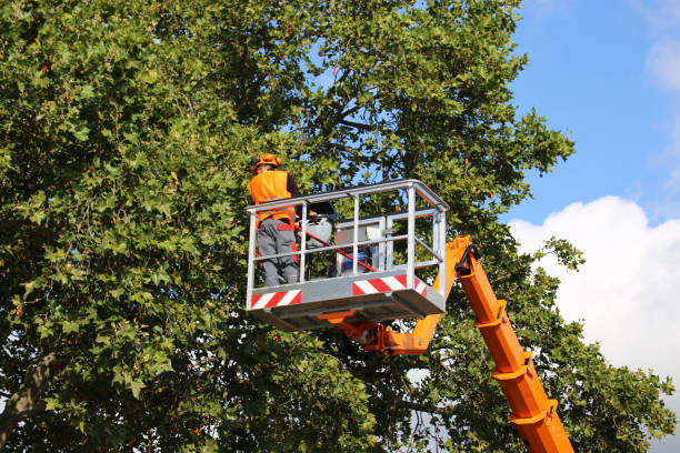 How Our Tree Care Process Works  in  West Chicago, IL